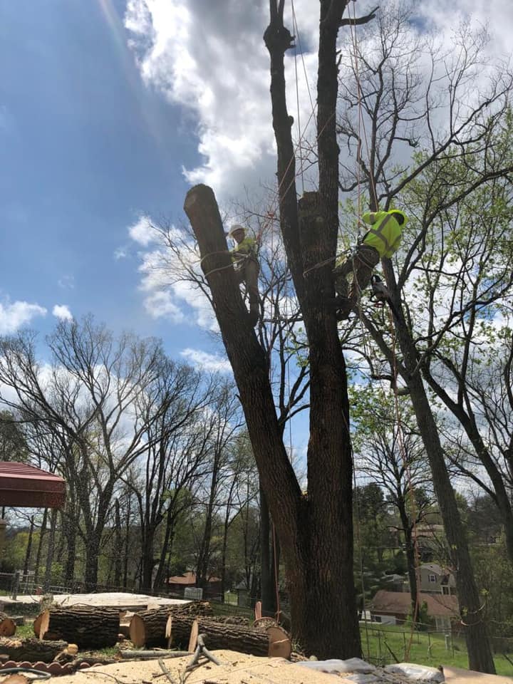 Tree removal services