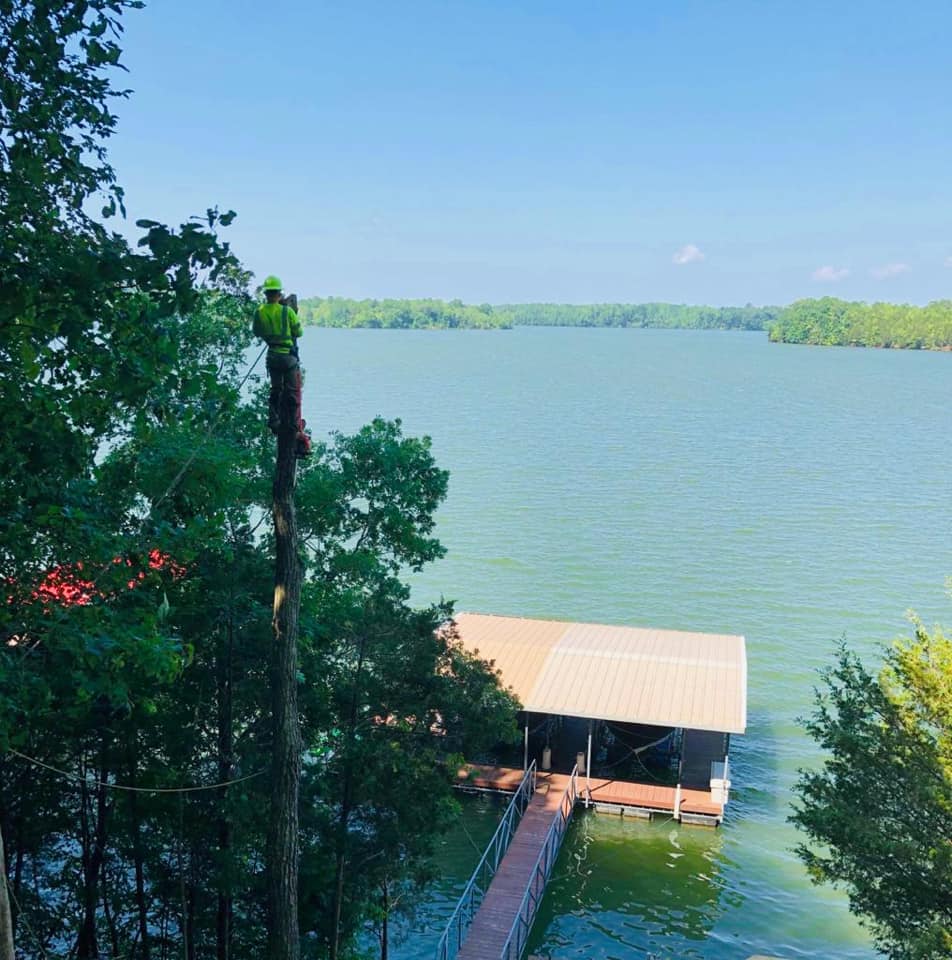 Tree removal services