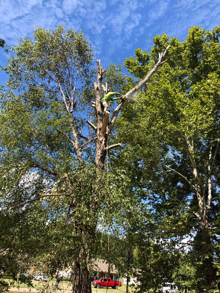 Tree removal services