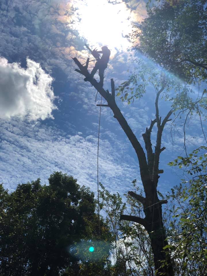 Tree removal services