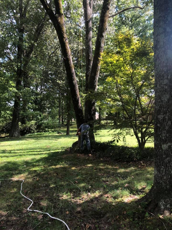 Tree removal services