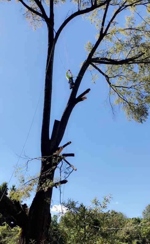 Tree removal services