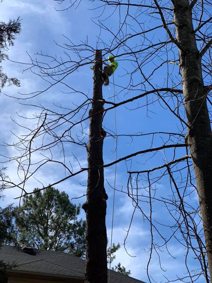 Tree removal services