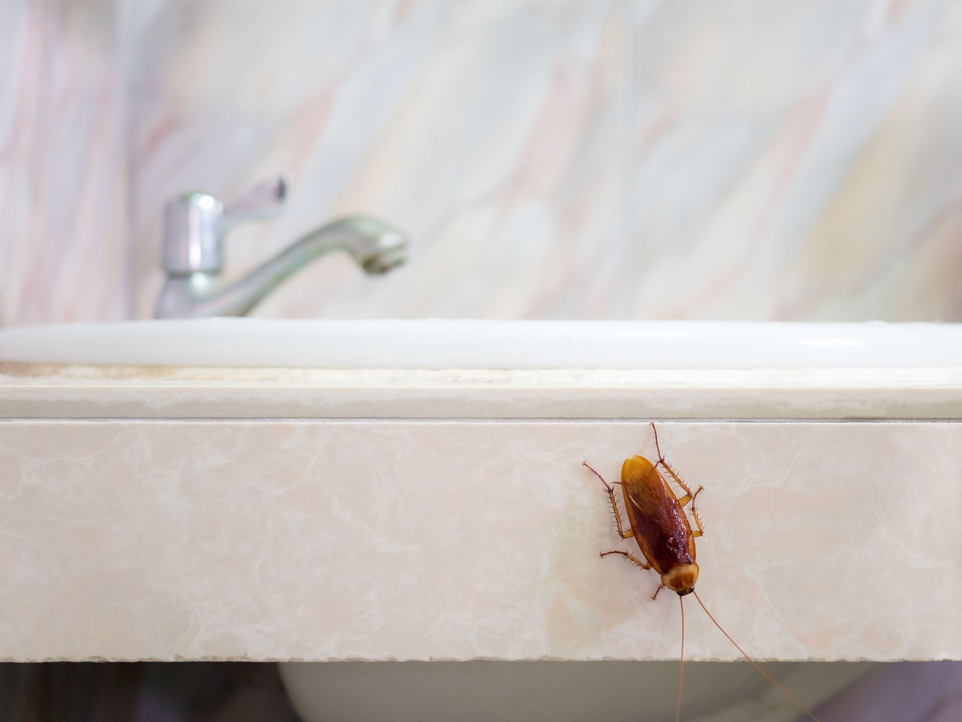 roach control
