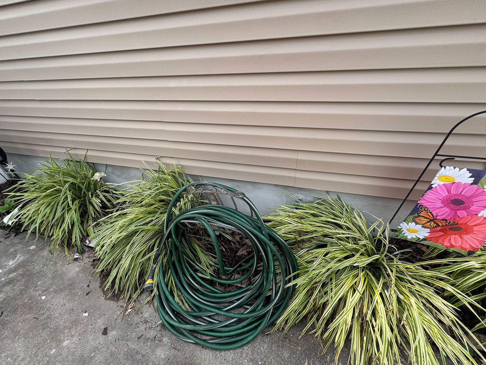 Green garden hose coiled between green and gold plants near tan siding and concrete.