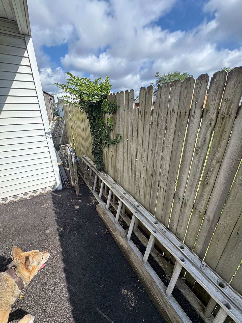 A long ladder leans against a weathered wooden fence, with green vines climbing up it. A dog rests on asphalt.