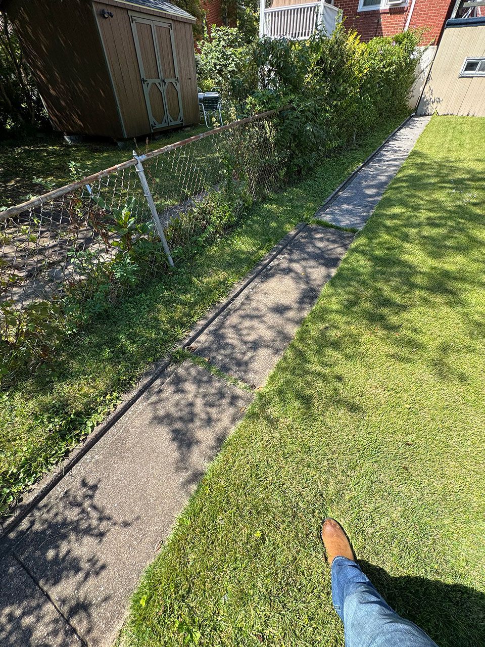 Person standing on grass next to a concrete walkway, chain link fence, and hedge in yard.