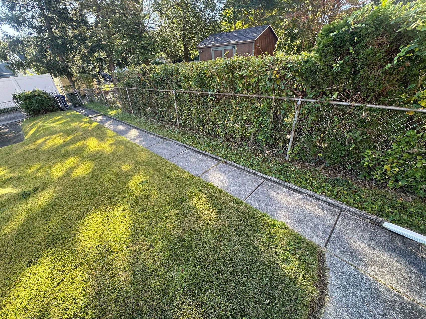 Green lawn and sidewalk next to a chain link fence covered in ivy. A small shed is visible in the background.