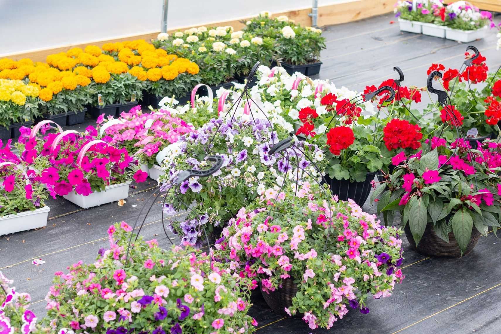 A greenhouse filled with lots of different types of flowers.