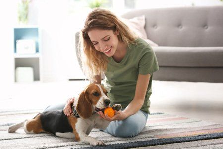Beagle puppy with new owner