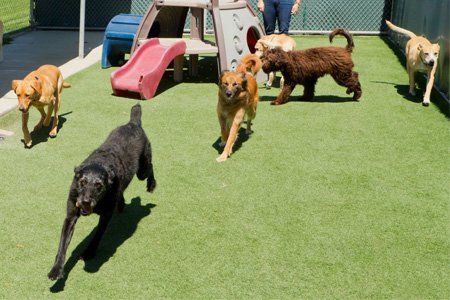 Dogs in outdoor play area