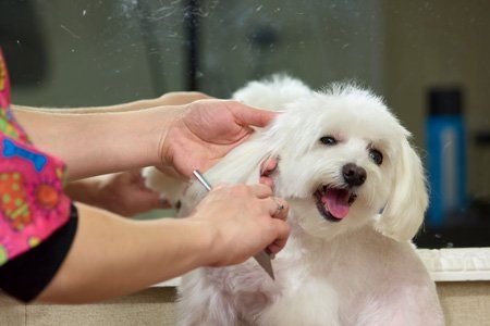 Dog being combed by groomer