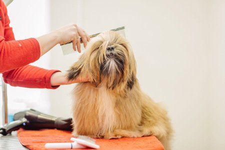 Dog being combed