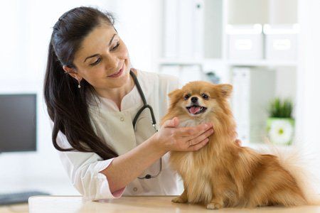 Veterinarian with small dog