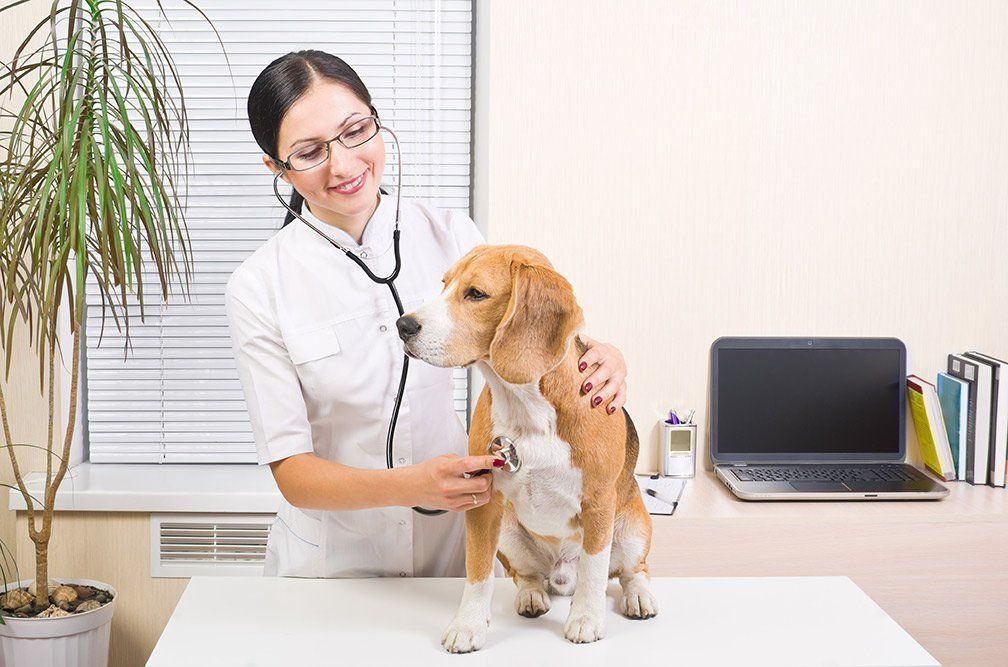 dog at vet