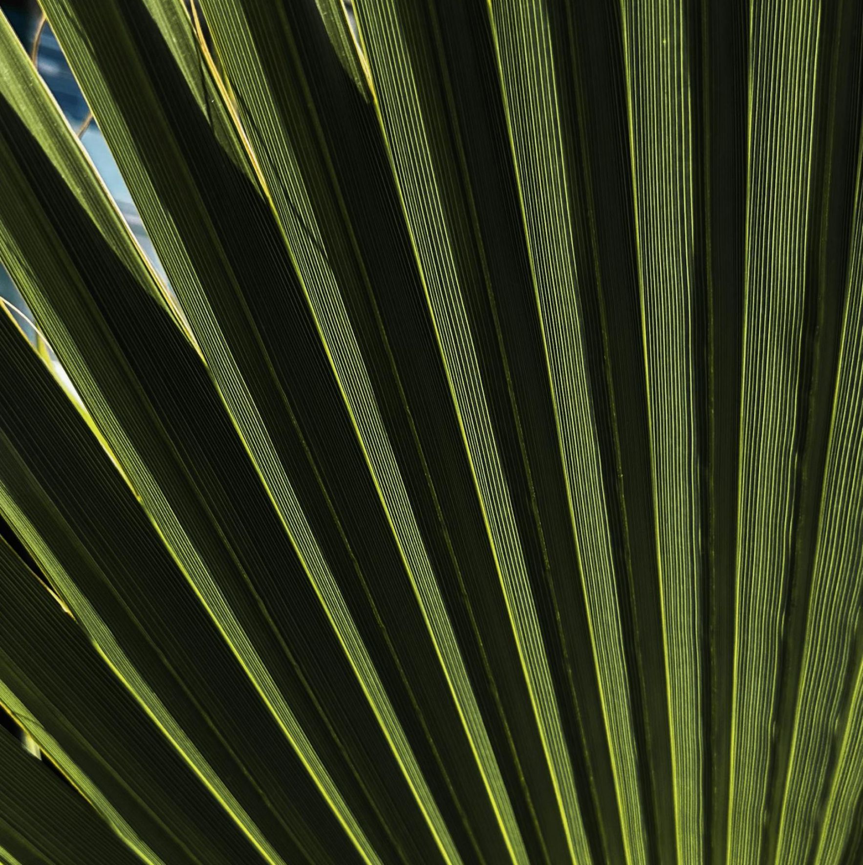 Close-up of a green palm leaf, radiating lines from the center, with sunlight casting shadows.