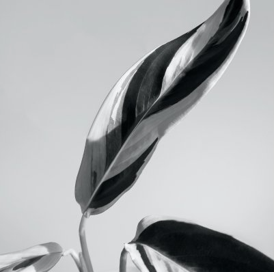 Black and white close-up of a leaf with bold white and dark stripes, set against a plain background.