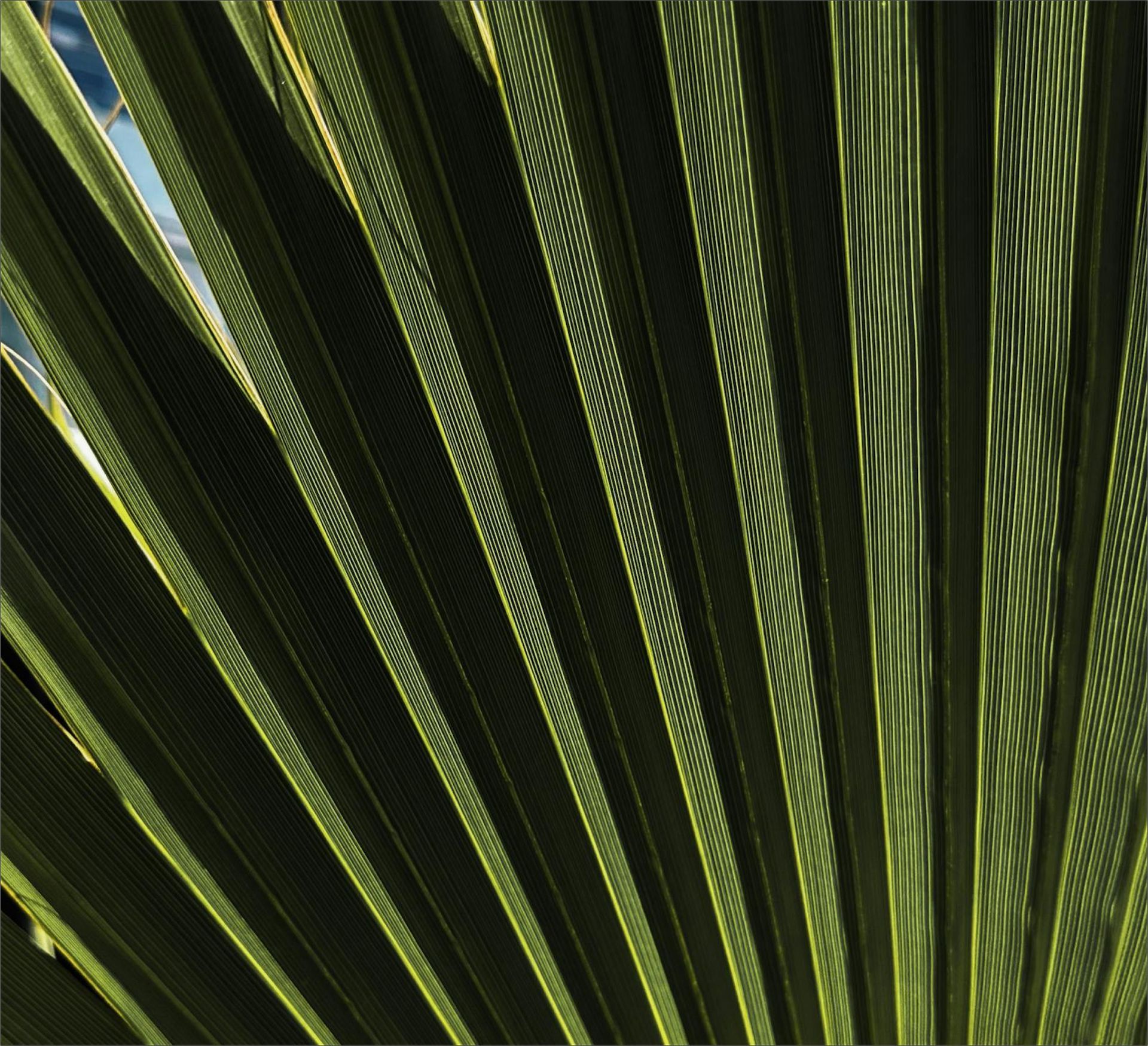Close-up of green palm frond, showing the parallel veins and dappled sunlight.